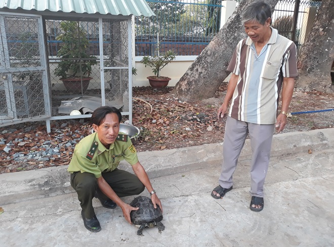 Bày[-]bán[-]rùa[-]quý[-]hiếm,[-]đối[-]tượng[-]bị[-]phạt[-]3[-]triệu[-]đồng